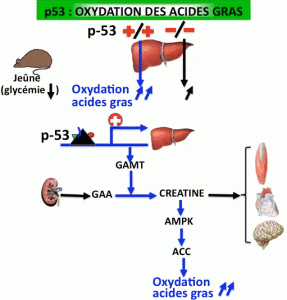 oxydation de l'acide gras dans le coeur